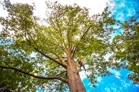 Tree and Shrub Care in Ridgemark, CA