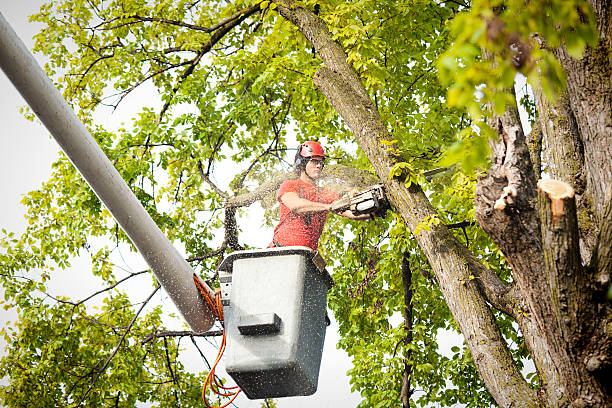 How Our Tree Care Process Works  in  Ridgemark, CA